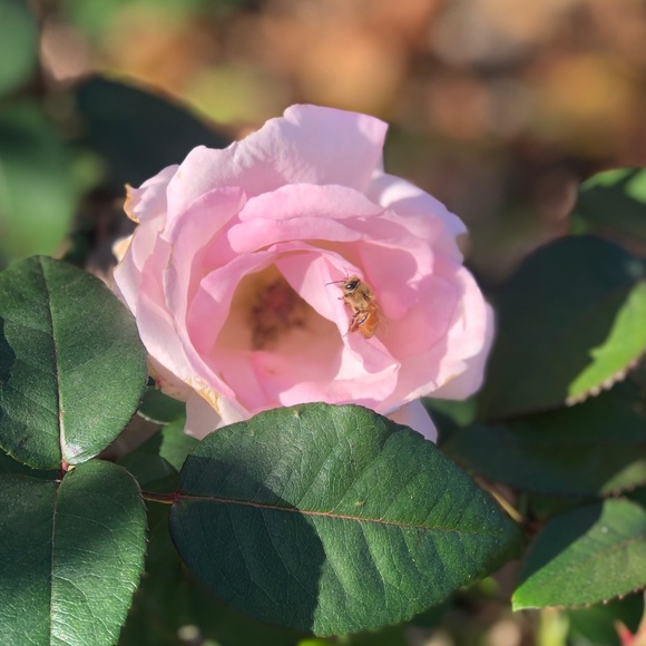 Meet your Posher, Anna - Picture 1 of 1